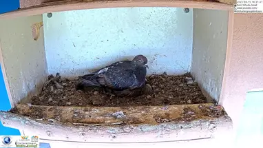 Torenvalk, zelfs Yehuda online-webcam